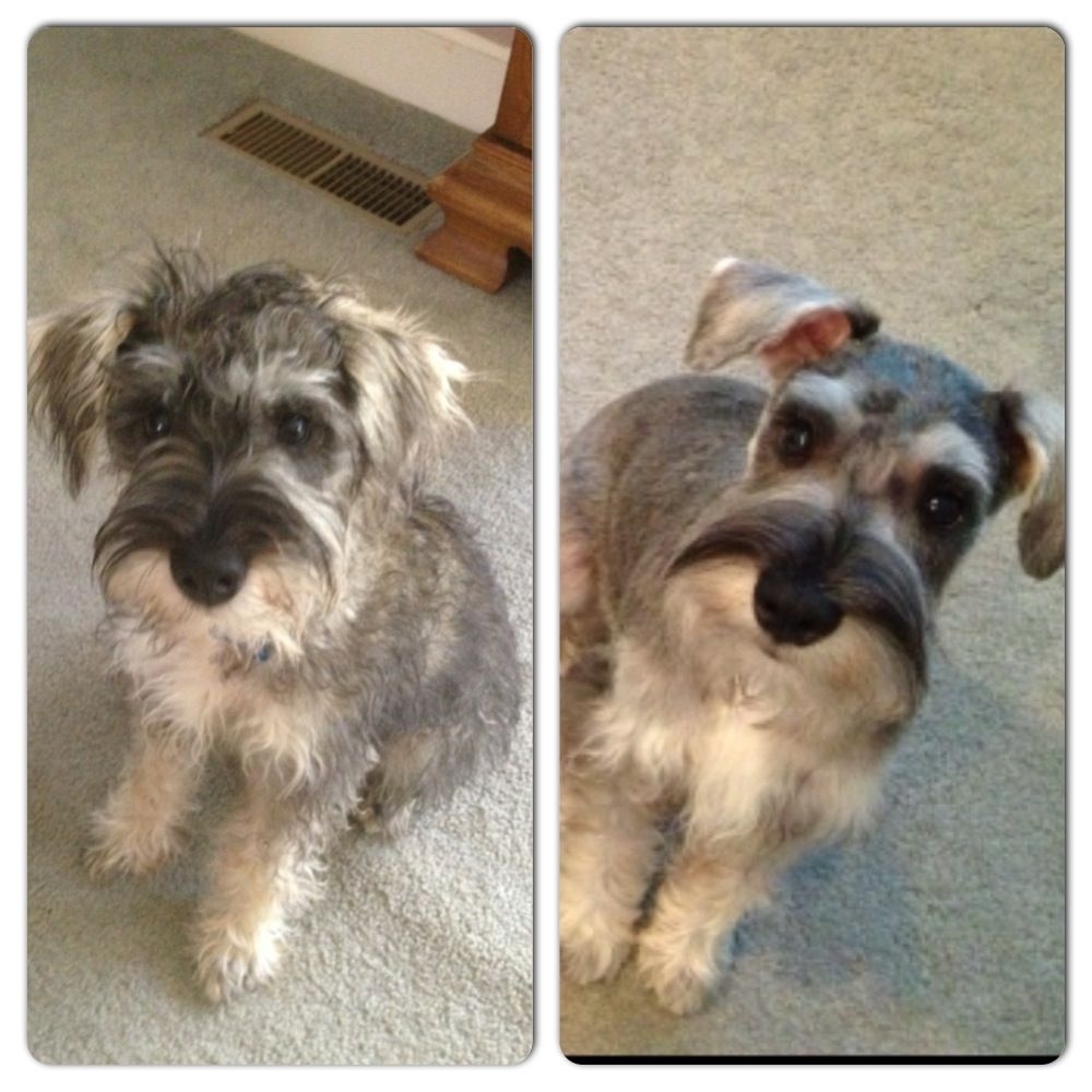 Before And After First Schnauzer Haircut! 4 Months Old | For for Miniature Schnauzer Haircut Pictures