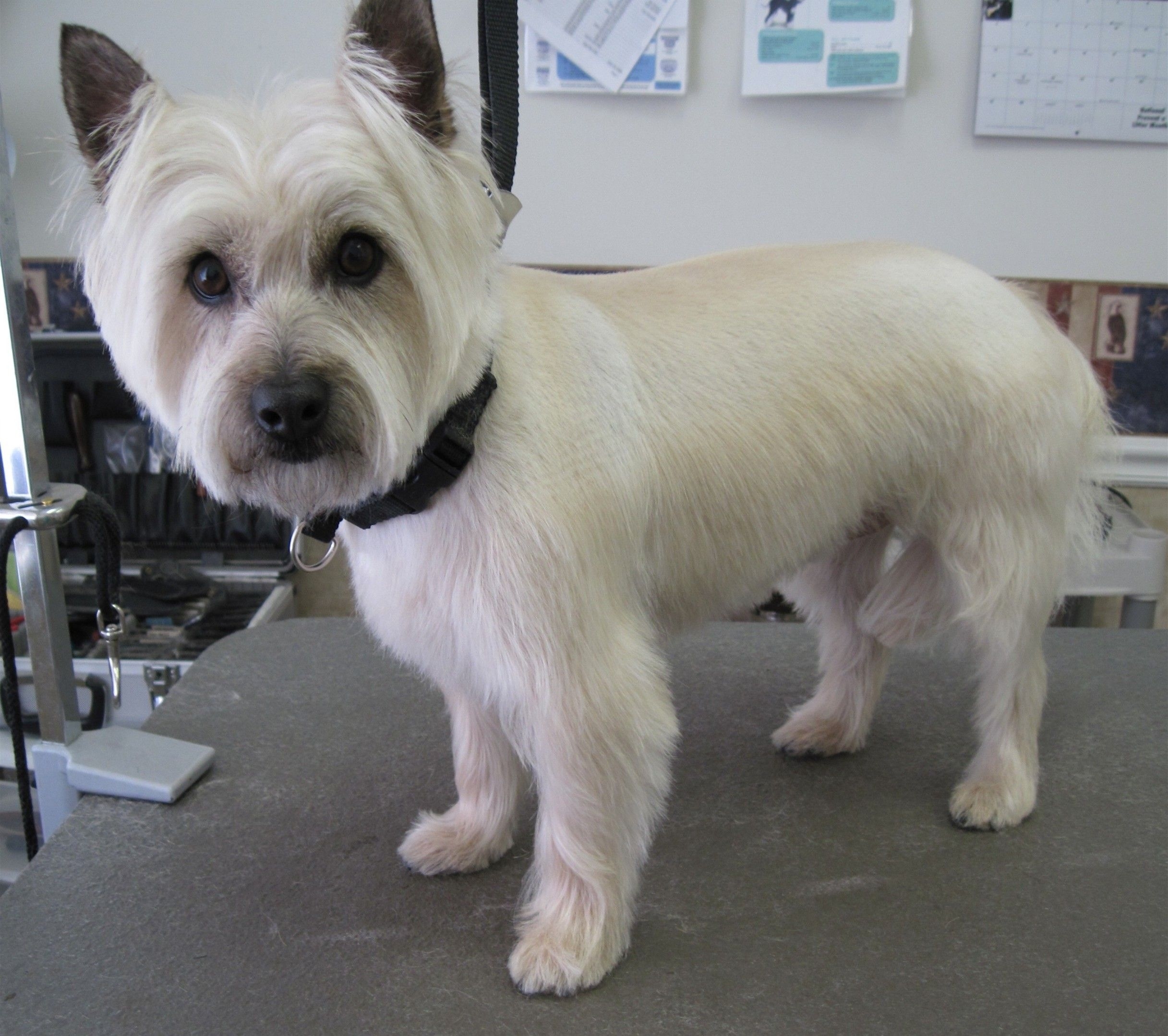 Cairn Terrier After Grooming This Is A Great Cut For Or Tiki intended for What Kind Of Hair Cut Does A Carine Terrir Have