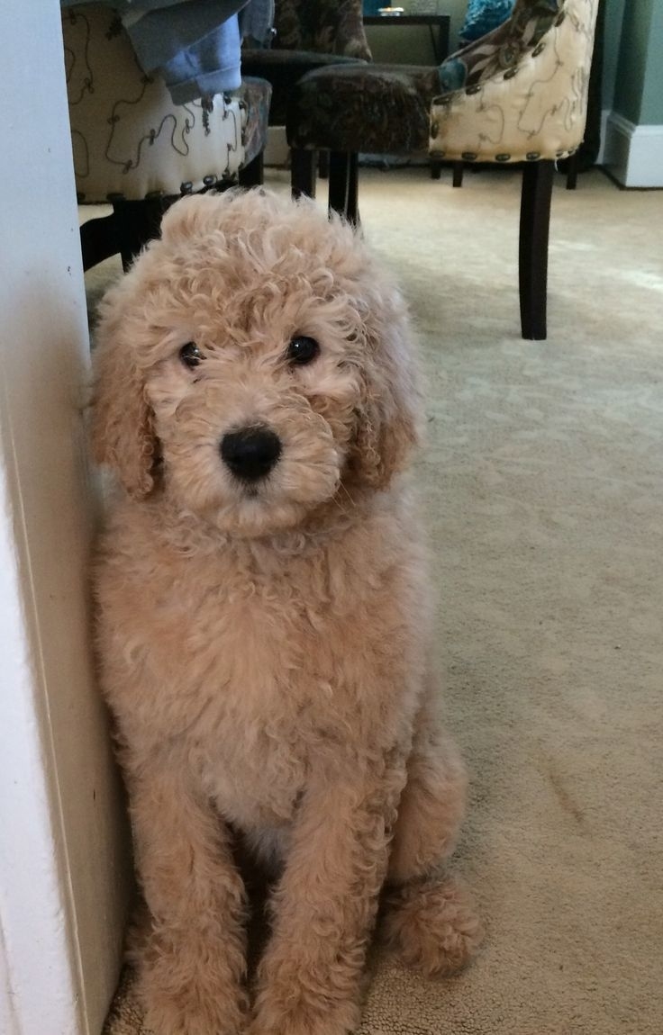 Pictures Of Teddy Bear Golden Doodle Cut Wavy Haircut