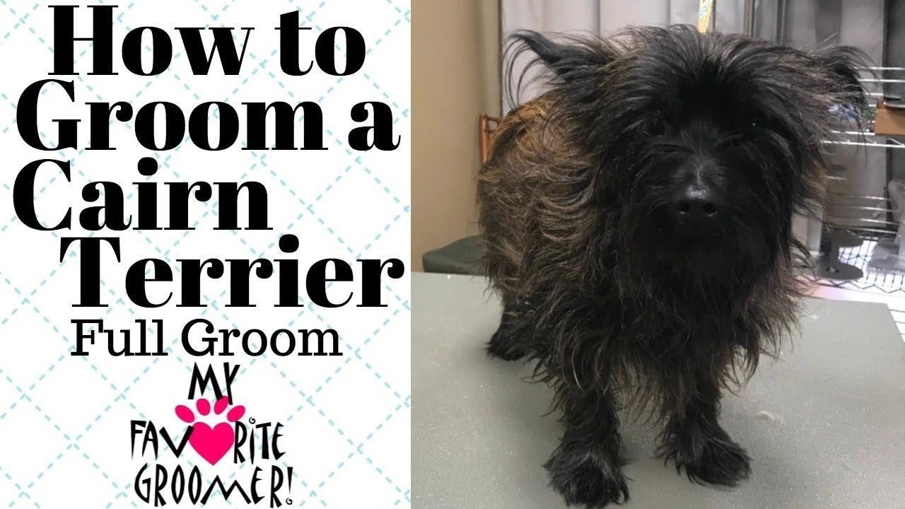 Cairn Terrier Grooming Tips - Wavy Haircut