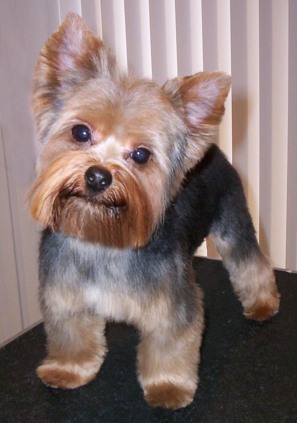 Image Result For Yorkie Teddy Bear Cut throughout Bear Cut For Yorkie
