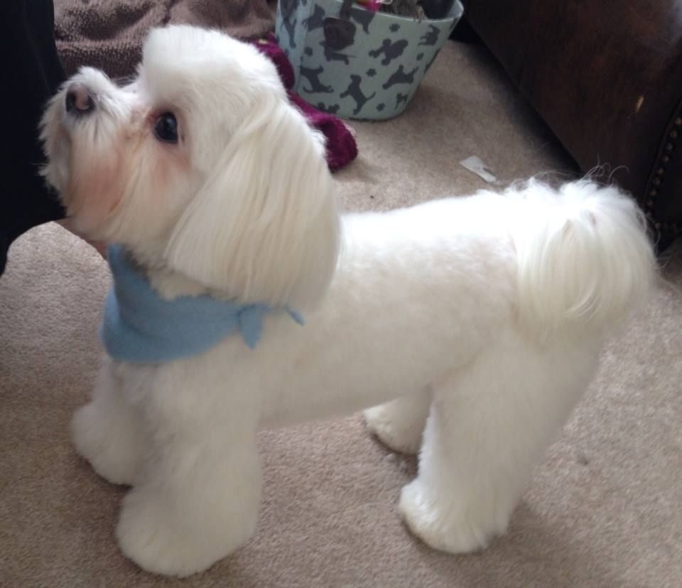 Maltese : Love This Cut. This Is Bentley. | Maltese regarding Hairstyles For Maltese Dogs