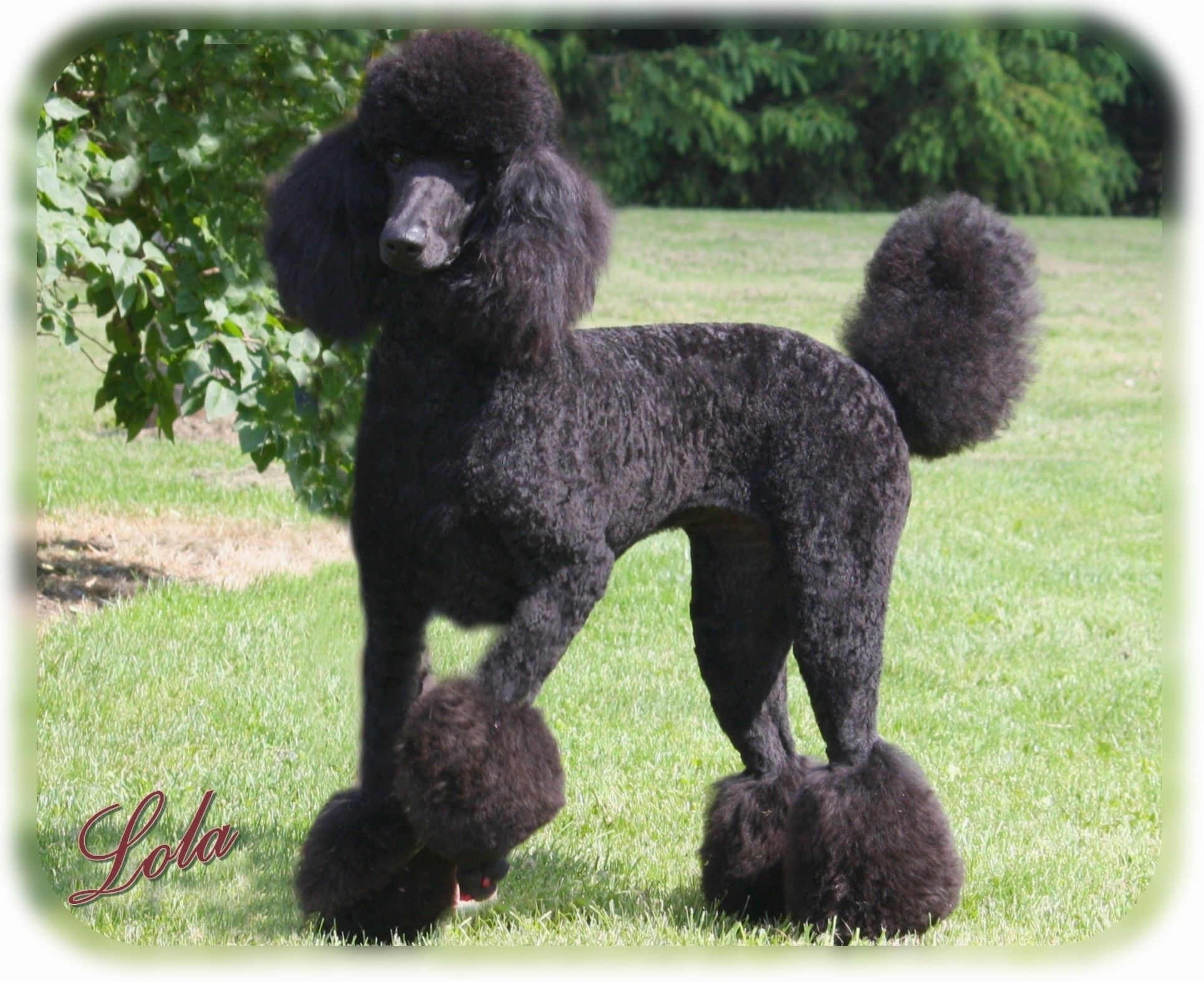 Pin On Cute Animals inside Standard Poodle Cuts Styles