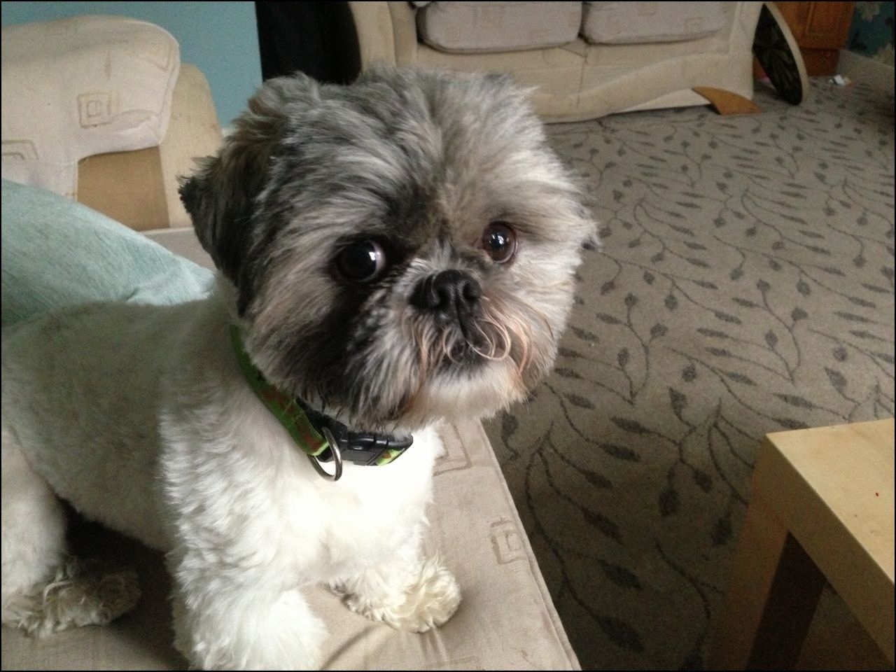 Shih Tzu Boy Haircuts | Dogs | Pinterest | Haircuts | Benny with regard to Haircuts For Shih Tzus Males