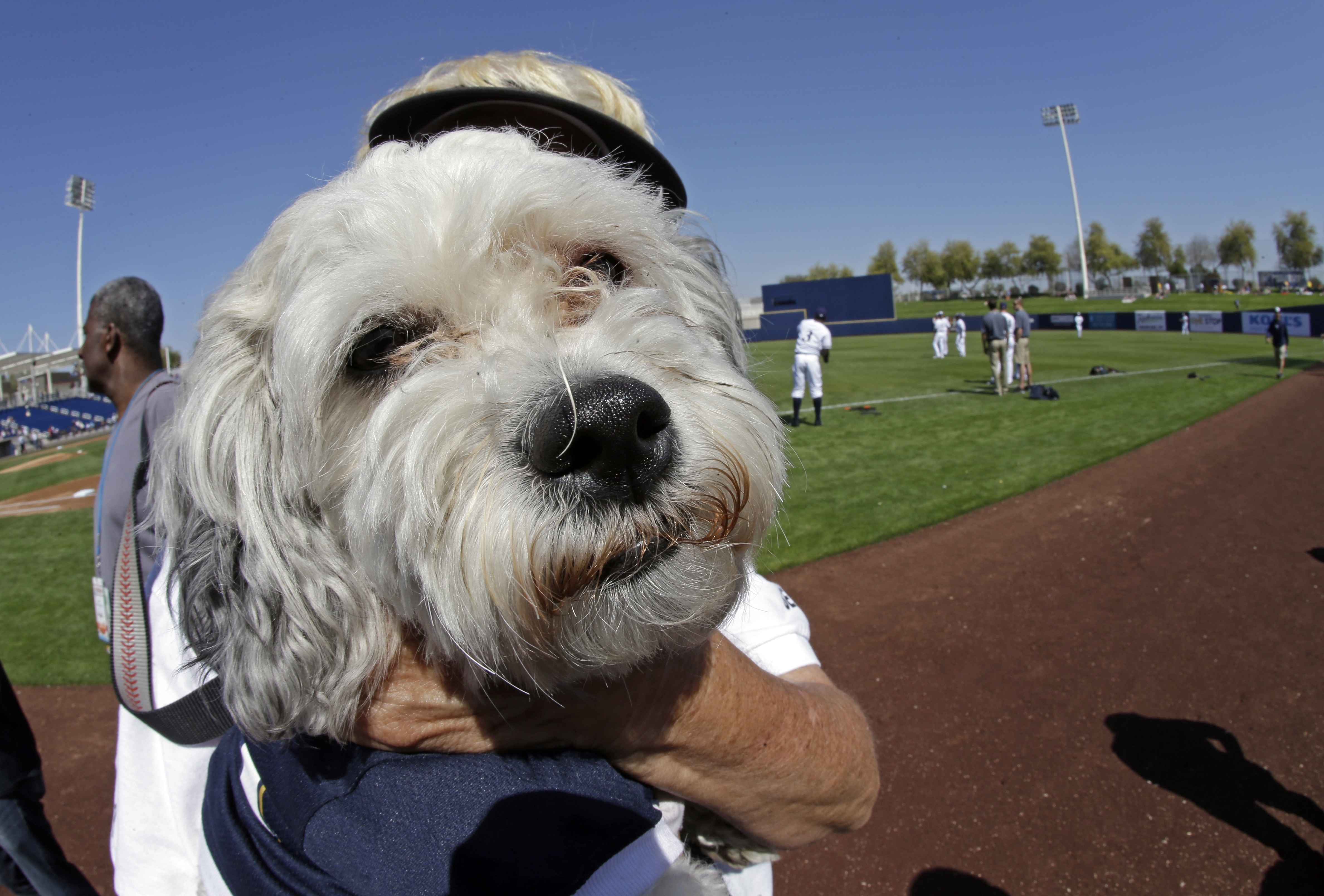 The Milwaukee Brewers Will Make The Cutest Little Bobblehead with Morry Gash Dog Pictures