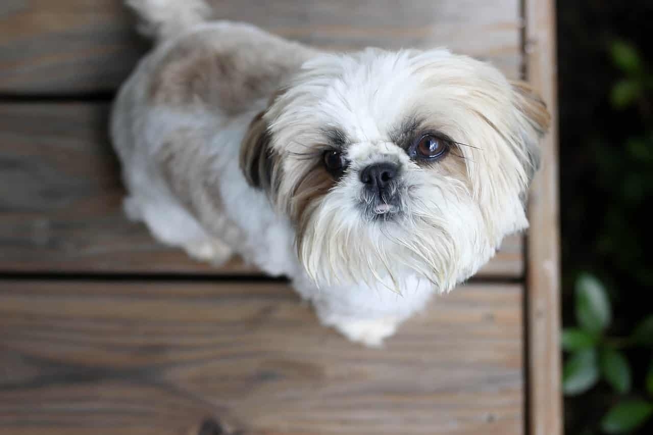 The Top 5 Shih Tzu Haircut Styles | The Dog People By Rover with regard to Shih Tzu Haircuts Male