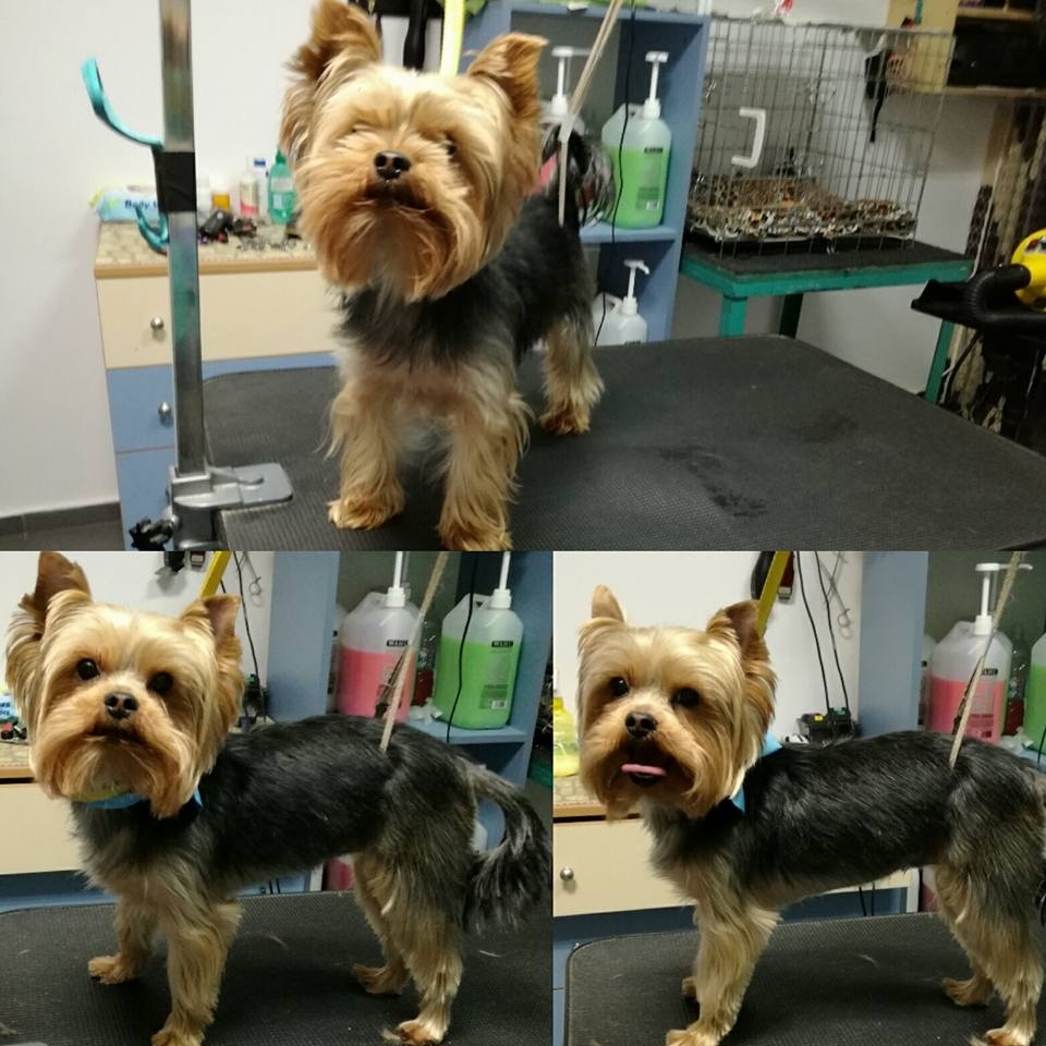 Yorkie Haircuts For Males And Females (60 + Pictures regarding Medium Length Yorkie Haircuts