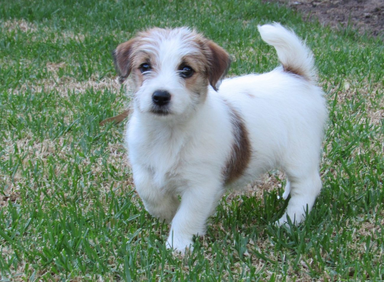 Short Hair Jack Russell Breeders - Wavy Haircut