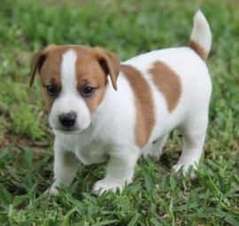 Short Haired Jack Russell Puppies For Sale Near Me - Wavy Haircut